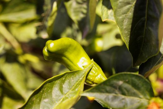 Bright green chilli peppers in the garden between green bright leaves , macro photography