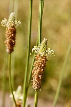 Ribwort plantain inflorescence in the meadow ,known as English plantain or plantago lanceolata