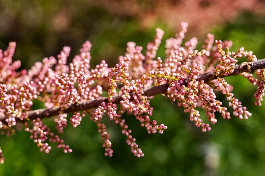 Beautiful twig of tamarix  tree also called salt cedar with pink flowers , it’s a sunny garden