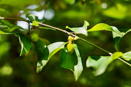 Twig of cornelian cherry tree -cornus mas-with green leaves fruits , beautiful shape and green color gradient