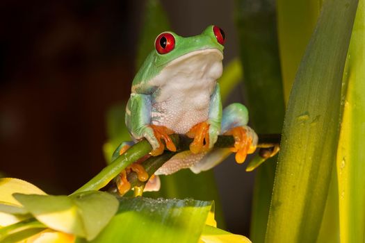 Red-eyed tree frog playing between orchids