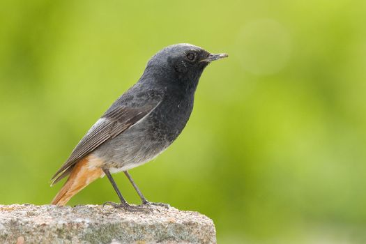 Black Redstart with a red tail on the stone in green background