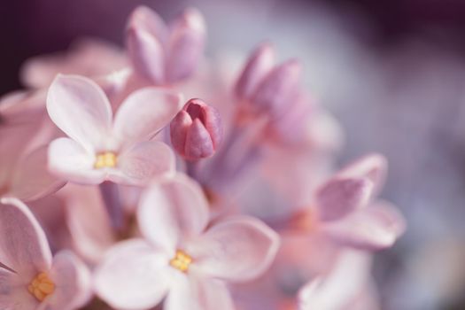 Bouquet of lilac flowers, soft, watercolor and out of focus