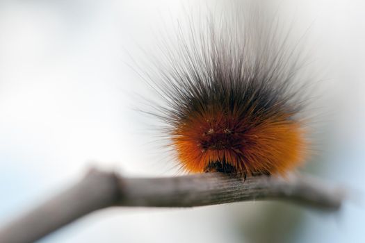 Hairy orange caterpillar crawl on the dry branch