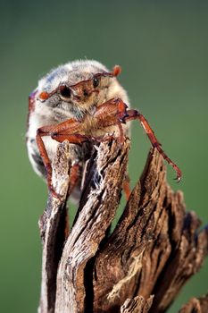 Fluffy cockchafer sitting on the brown branch in green background