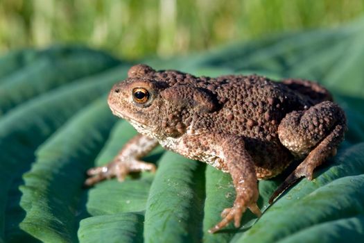 Brown pimple toad on the green and soft leaf