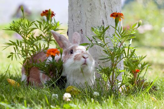 Cute rabbit lying on the grass between orange flowers