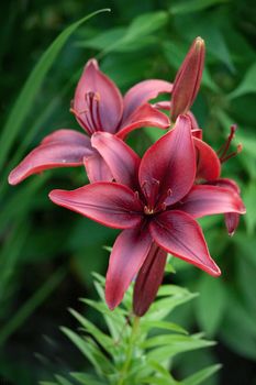 Lilium asiatic red nice flowers in a green background