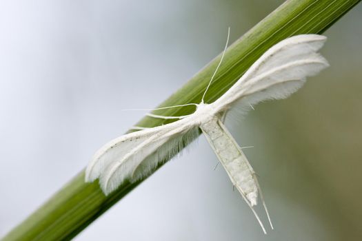 White plume moths similar to the wings of an angel
