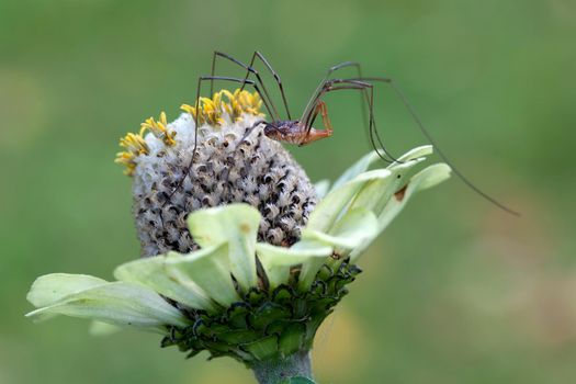 Long-legged spider on Echinacea flower in green background