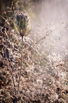 An interesting dry plant and rain in the meadow