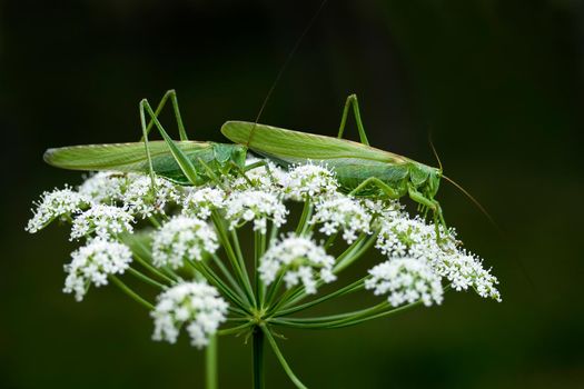 Two grasshoppers on the white plant in a dark green background