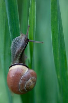 Nice snail climb up to green tulip leaves