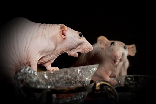 The naked pink rat is surprised to see himself in the mirror