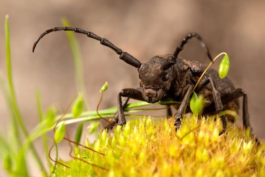 Brown weaver beetle on the yellow moos