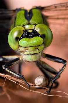 Green with big eyes dragonfly on dry branch in a brown background