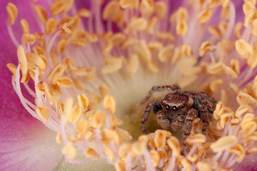 Jumping spider sitting in the pink flower between yellow stamens