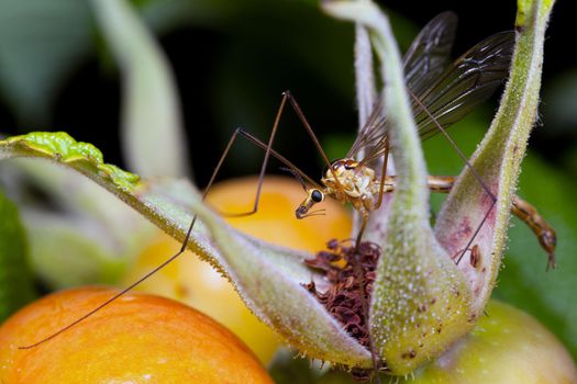 Crane fly sitting between orange rose hips berries