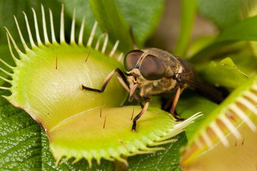 Horse-fly very dangerous goes to open flytrap