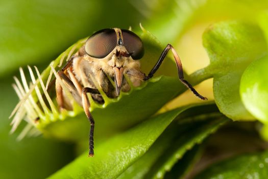 Horse-fly failed to get to closed flytrap
