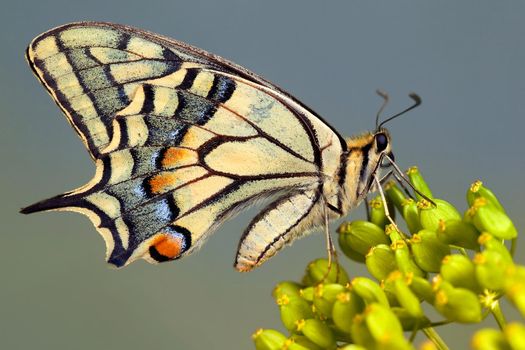 Very nice old World swallowtail butterfly sitting on the green plant