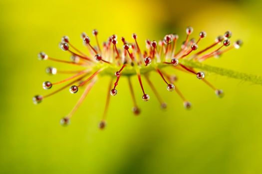 Drosera madagascariensis flytrap on the yellow background
