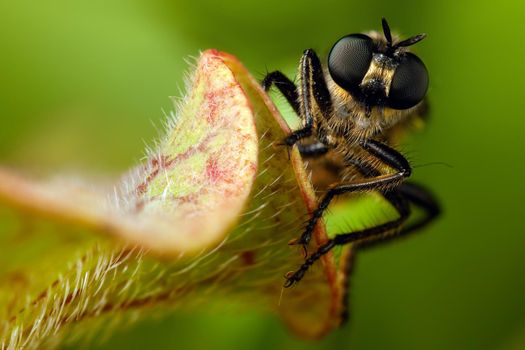 Fly with big eyes portrait on a hairy carnivorus plant