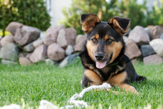 A cheerful dog with a rope rests in the yard on green grass