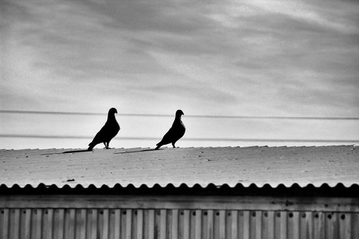 Silhouette of a couple of pigeons on a roof. Monochrome picture