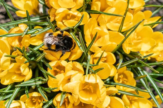 bumblebee on yellow crocus flowers close-up. top view. High quality photo
