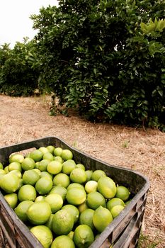 porto seguro, bahia / brazil - june 4, 2010: Lemon harvest in plantation in the city of Porto Seguro.