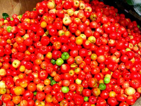 salvador, bahia / brazil - june 4, 2010: Acerola plantation in the city of Salvador.