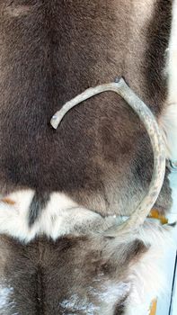 Jukkasjarvi, Sweden, February 27, 2020. one of the doors of the ice hotel covered with leather and reindeer horns