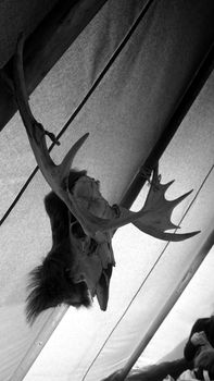 black and white photo of a moose skull