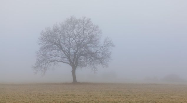 Lonely tree on the empty pasture in the morning mist. Panorama picture.
