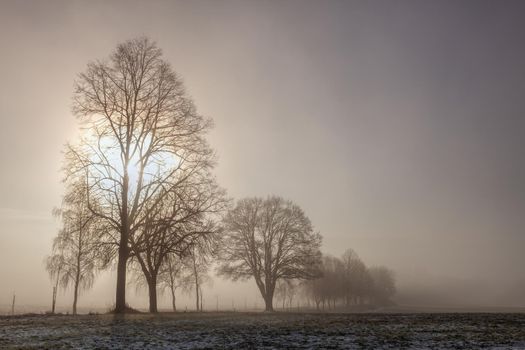 Winter  landscape in the dramatic morning mist. Mysterious scenery.
