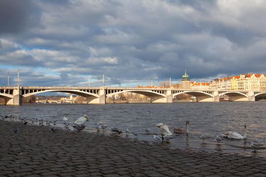 The swans and seagull on the riverbank in Smichov, Prague, Czech Republic. Renovated riverbank in the centre of the city is very popular among Prague citizens.