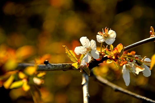 Wild cherry blossom in spring in backlit Germany