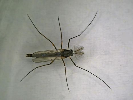 male buzzer midge in a macro