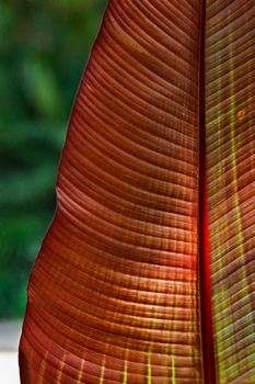 Fantastic leaf section of ensete ventricosum plant also called  ethiopian banana ,green leaf with red -pink midrid ,out of focus background