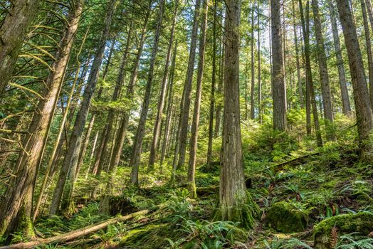 Deep green forest on bright summer day.