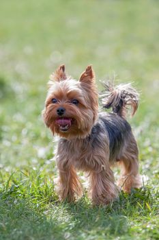 Yorkshire Terrier on a green sunny meadow shows his red tongue
