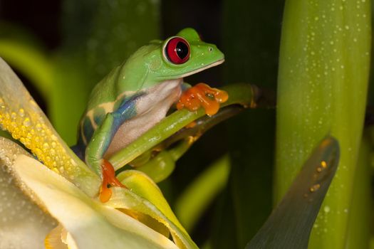 Red eye frog on the yellow orchid flower with water drops