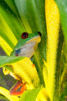 Red-eyed tree frog playing on the plant leaves with water drops in the yellow light