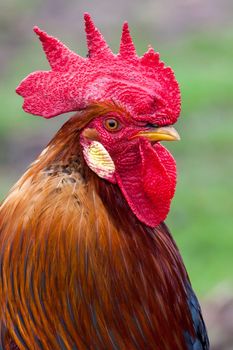 Golden rooster portrait, in  a green background, sideview
