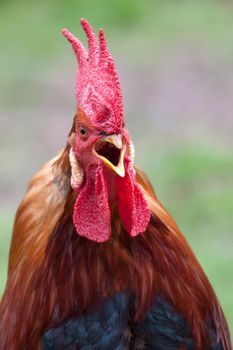 Portrait of red rooster crowing in  a green background