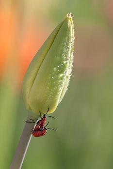A couple of two red beetles is mating on a green tulip with shiny water drops in green background