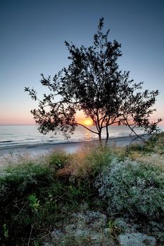 Gypsophila flowers and tree silhouette in background of sea view, blue sky and beach