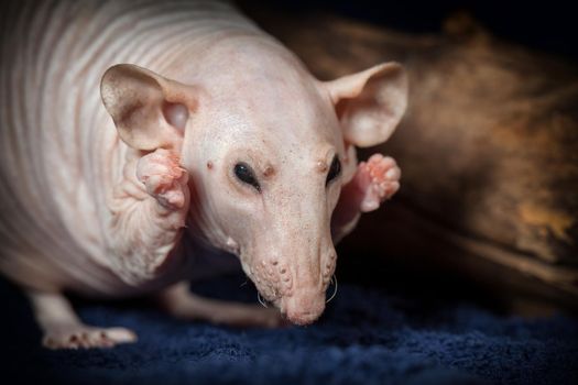 Scared hairless rat shows her beautiful nails