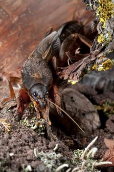 Mole Cricket on mossy peel is diging soil